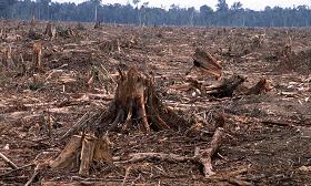 Photo: WWF